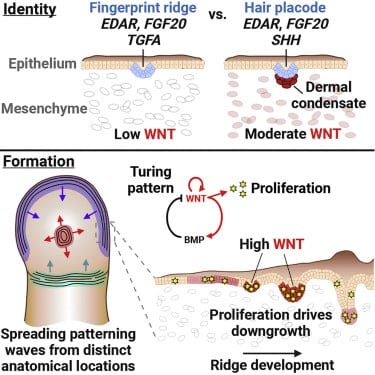 Ученые выяснили, как формируются уникальные отпечатки наших пальцев Ученые выяснили, как формируются уникальные отпечатки наших пальцев