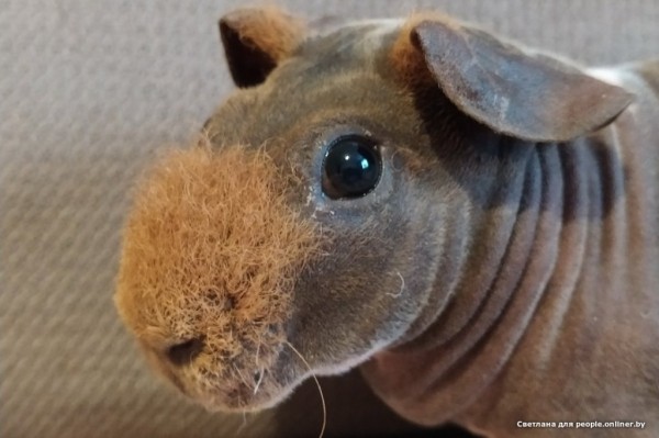 Это что вообще? Белоруска завела муми-троллей и продает их детей Это что вообще? Белоруска завела муми-троллей и продает их детей