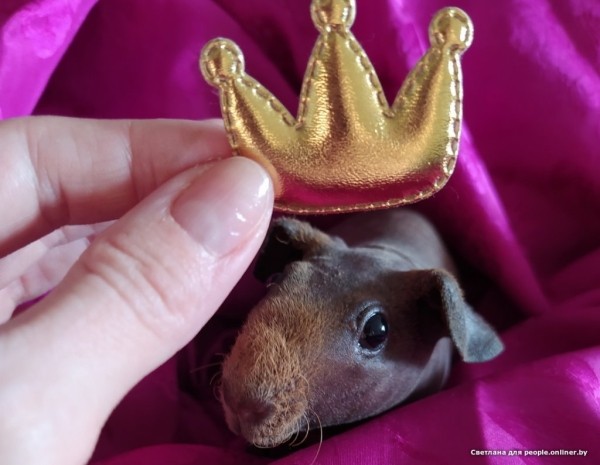 Это что вообще? Белоруска завела муми-троллей и продает их детей Это что вообще? Белоруска завела муми-троллей и продает их детей