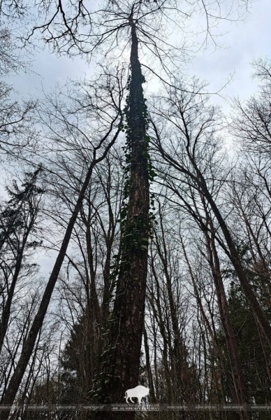 Редкий плющ нашли на южной окраине Беловежской пущи Редкий плющ нашли на южной окраине Беловежской пущи