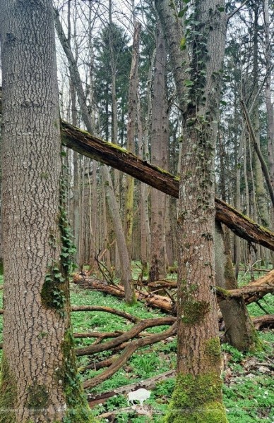 Редкий плющ нашли на южной окраине Беловежской пущи Редкий плющ нашли на южной окраине Беловежской пущи