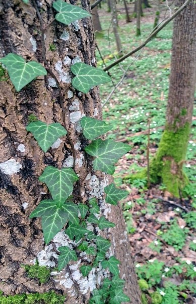 Редкий плющ нашли на южной окраине Беловежской пущи Редкий плющ нашли на южной окраине Беловежской пущи