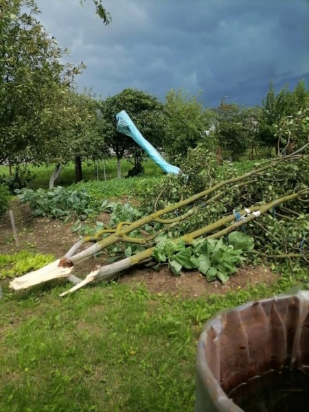 В Пинском районе сильный ветер повалил деревья