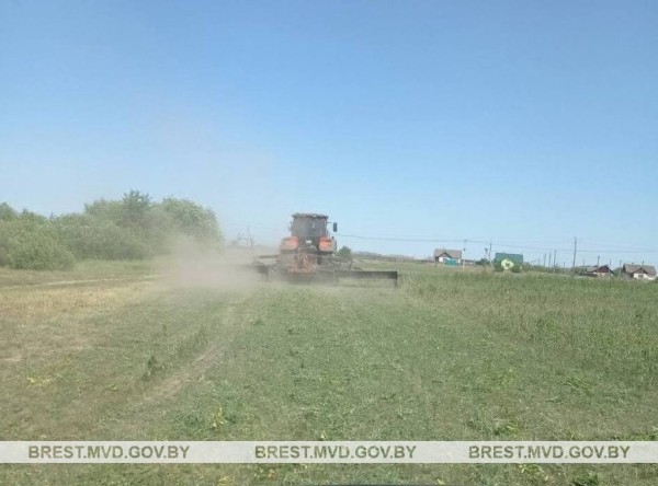 В Пинском районе уничтожена плантация конопли В Пинском районе уничтожена плантация конопли