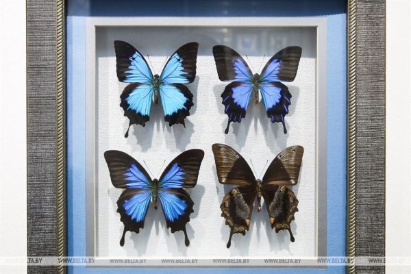 «Порхающие цветы». Выставку бабочек презентовали в Бресте