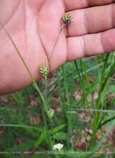 Редчайший для Беларуси вид осоки нашли в Беловежской пуще Редчайший для Беларуси вид осоки нашли в Беловежской пуще