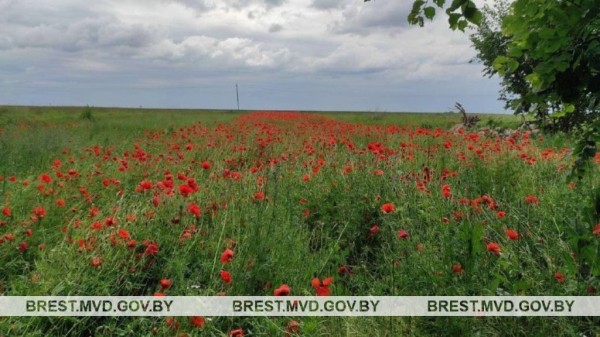 В Каменецком районе уничтожен мак В Каменецком районе уничтожен мак
