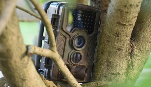 В белорусских лесах станет больше камер видеонаблюдения В белорусских лесах станет больше камер видеонаблюдения