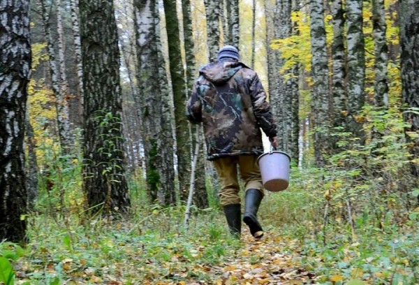 Ежегодно в лесу теряется порядка 160 грибников