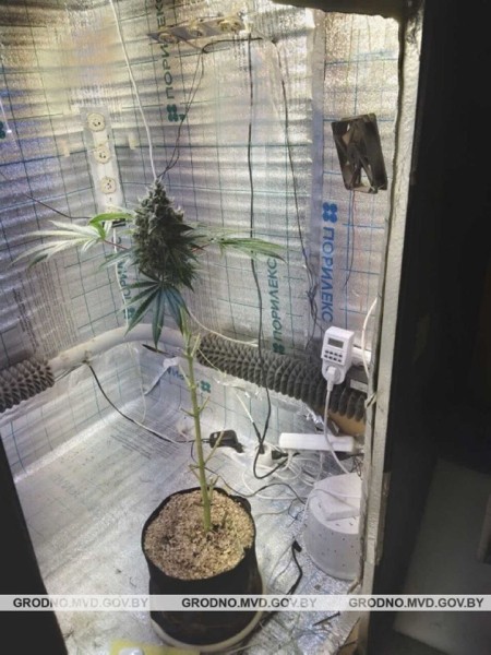 Белорус арендовал гараж, чтобы заниматься покраской автомобилей. А с тыльной стороны выращивал марихуану