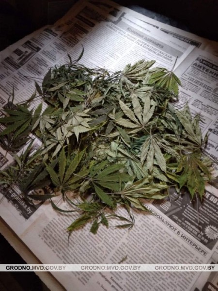 Белорус арендовал гараж, чтобы заниматься покраской автомобилей. А с тыльной стороны выращивал марихуану