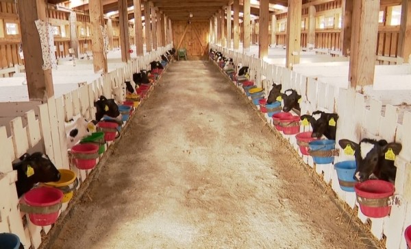 Кто выпил списанное на телят молоко на ферме в Брестской области? Кто выпил списанное на телят молоко на ферме в Брестской области?