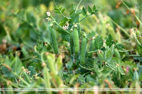В Столинском районе идет уборка зеленого горошка В Столинском районе идет уборка зеленого горошка