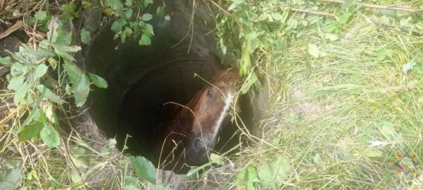 В Пружанском районе лошадь провалилась в колодец: на помощь пришли спасатели