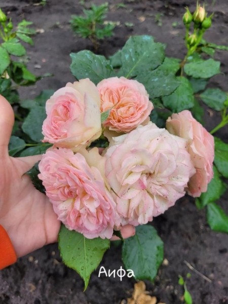 «Дом образцового порядка» — как семья в Кобрине своими силами украшает территорию многоквартирного дома «Дом образцового порядка» — как семья в Кобрине своими силами украшает территорию многоквартирного дома