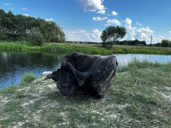 В Беларуси нашли останки мамонта В Беларуси нашли останки мамонта