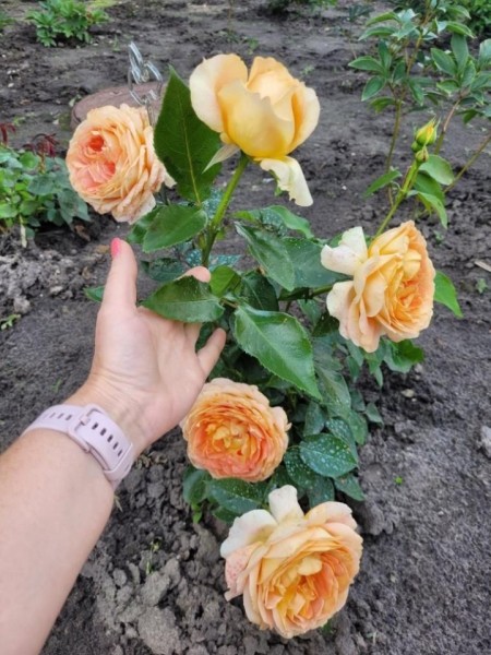 «Дом образцового порядка» — как семья в Кобрине своими силами украшает территорию многоквартирного дома «Дом образцового порядка» — как семья в Кобрине своими силами украшает территорию многоквартирного дома