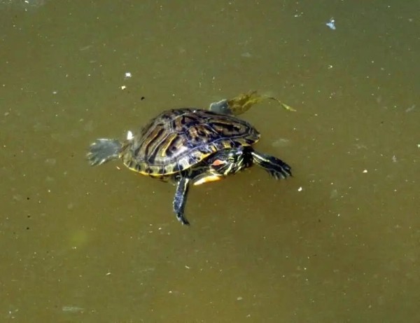 А вы видели в озере Брестского парка культуры и отдыха черепах? Оказывается, они там есть