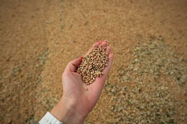 Водитель самого крутого комбайна в Беларуси: «За 1 000 рублей в поле точно бы не работал!» Водитель самого крутого комбайна в Беларуси: «За 1 000 рублей в поле точно бы не работал!»