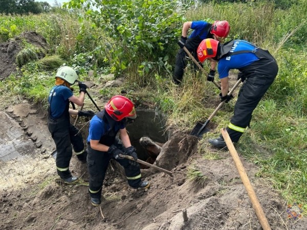 В Пружанском районе лошадь провалилась в колодец: на помощь пришли спасатели