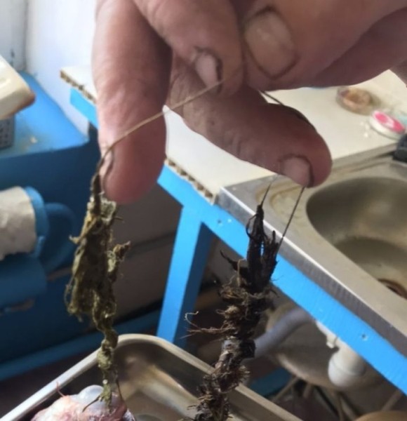 В Гомельской области погиб годовалый лебеденок. В происшествии оказались виноваты люди В Гомельской области погиб годовалый лебеденок. В происшествии оказались виноваты люди