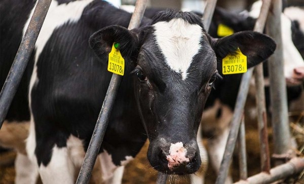 Причинен ущерб на 16 тыс. рублей. В Пружанах будут судить животновода за гибель телят