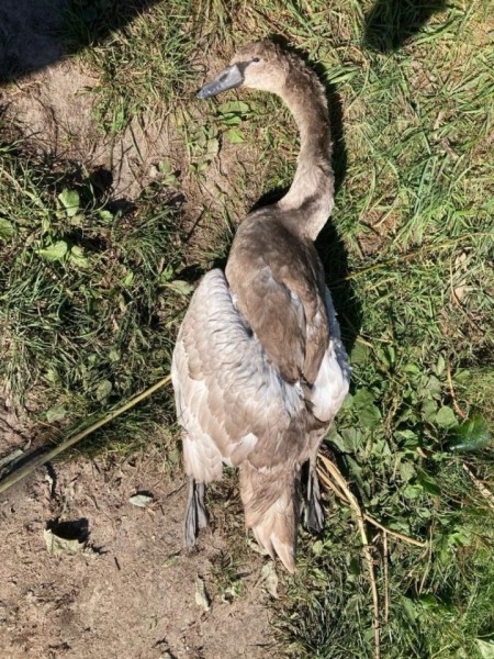 В Гомельской области погиб годовалый лебеденок. В происшествии оказались виноваты люди В Гомельской области погиб годовалый лебеденок. В происшествии оказались виноваты люди