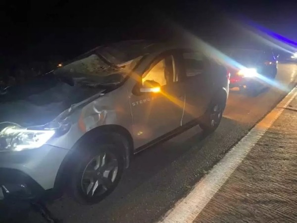 Водитель Renault сбил лося Водитель Renault сбил лося