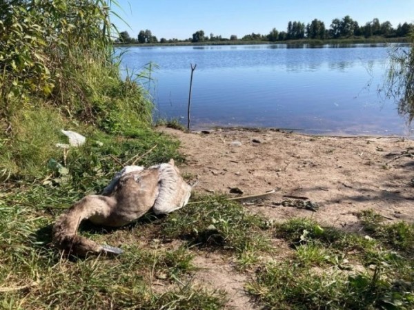 В Гомельской области погиб годовалый лебеденок. В происшествии оказались виноваты люди В Гомельской области погиб годовалый лебеденок. В происшествии оказались виноваты люди