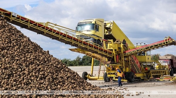 Жабинковский сахарный завод начнет перерабатывать свеклу с 15 сентября Жабинковский сахарный завод начнет перерабатывать свеклу с 15 сентября