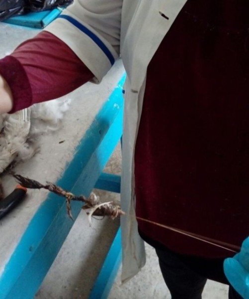 В Гомельской области погиб годовалый лебеденок. В происшествии оказались виноваты люди В Гомельской области погиб годовалый лебеденок. В происшествии оказались виноваты люди