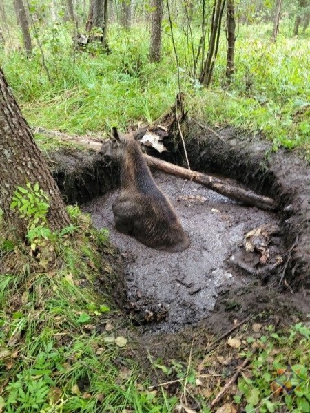 Спасатели пришли на помощь лосенку, который провалился в мелиоративный канал