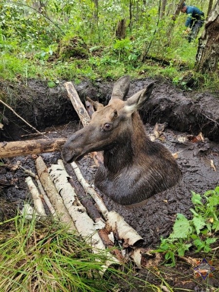 Спасатели пришли на помощь лосенку, который провалился в мелиоративный канал