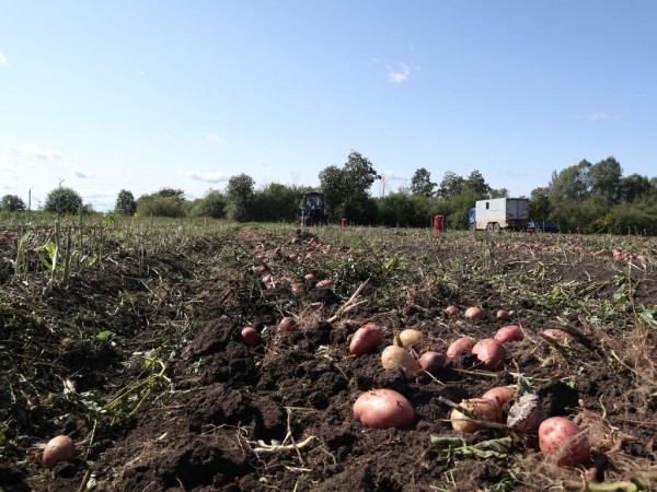 Под Волковыском у мужчины с поля пропал картофель