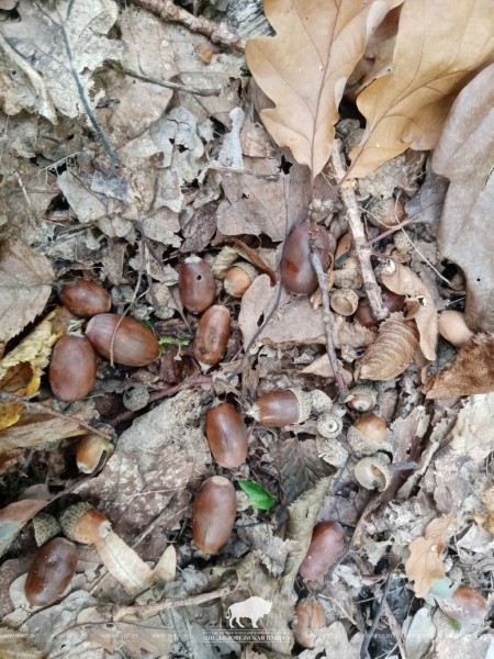 В Беловежской пуще прошел сбор желудей скального дуба В Беловежской пуще прошел сбор желудей скального дуба