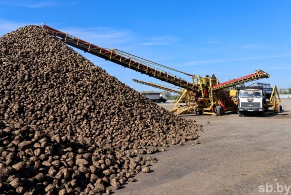 В Брестской области накопано 370 тысяч тонн сахарной свеклы