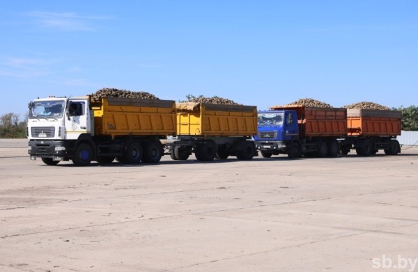 В Брестской области накопано 370 тысяч тонн сахарной свеклы