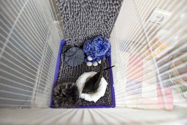 Подарок с неба. Как гомельчанка спасла и выходила птенца стрижа