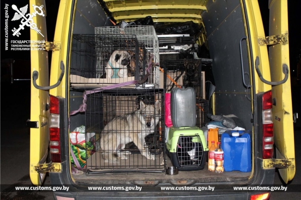 Собак и котов редких пород под видом метисов ввезли в Беларусь из Польши Собак и котов редких пород под видом метисов ввезли в Беларусь из Польши