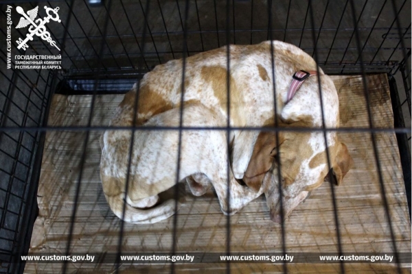 Собак и котов редких пород под видом метисов ввезли в Беларусь из Польши Собак и котов редких пород под видом метисов ввезли в Беларусь из Польши