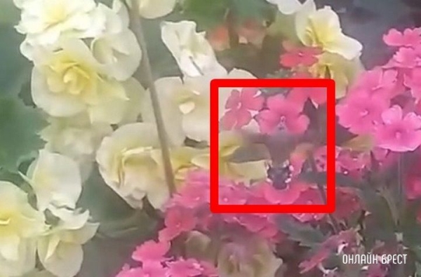 Снова эта бабочка, которые многие путают с колибри. Видео снято в Бресте на Центральном рынке
Снова эта бабочка, которые многие путают с колибри. Видео снято в Бресте на Центральном рынке