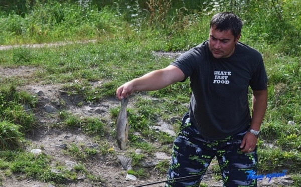 В Барановичах на Мышанке всплывает мертвая рыба. Что там происходит? В Барановичах на Мышанке всплывает мертвая рыба. Что там происходит?