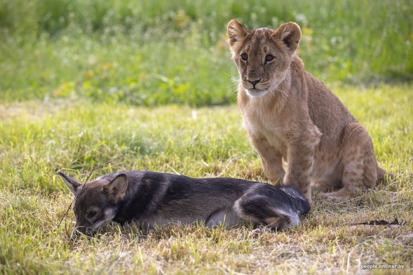 В минском зоопарке ко львенку, потерявшему маму, подселили щенка В минском зоопарке ко львенку, потерявшему маму, подселили щенка