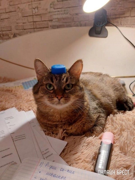 Читатель: Пропала кошка. Ситуация произошла ночью 7 июля на автодороге Минск-Брест
             
                Читатель: Пропала кошка. Ситуация произошла ночью 7 июля на автодороге Минск-Брест