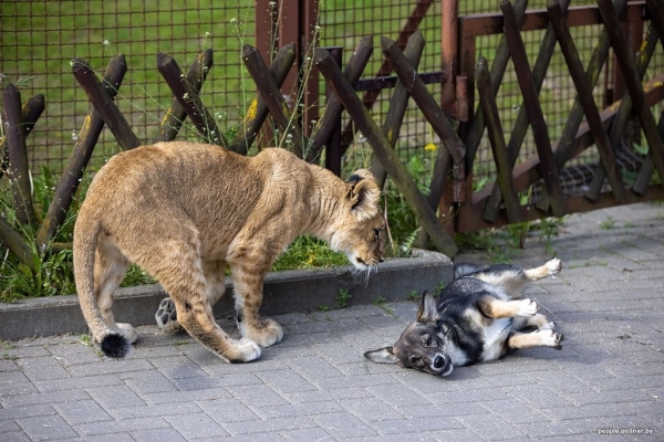 В минском зоопарке ко львенку, потерявшему маму, подселили щенка В минском зоопарке ко львенку, потерявшему маму, подселили щенка