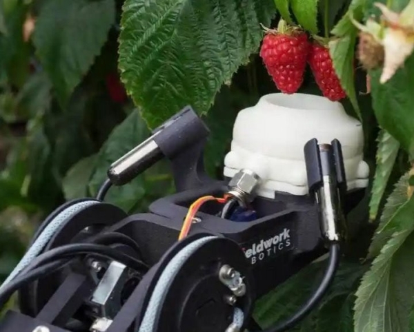 В Португалии заработали первые в мире роботы по сбору малины В Португалии заработали первые в мире роботы по сбору малины