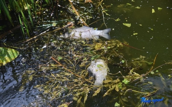 В Барановичах на Мышанке всплывает мертвая рыба. Что там происходит? В Барановичах на Мышанке всплывает мертвая рыба. Что там происходит?