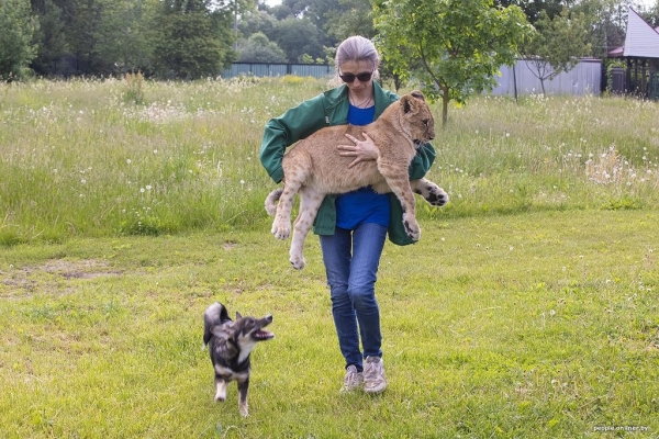 В минском зоопарке ко львенку, потерявшему маму, подселили щенка В минском зоопарке ко львенку, потерявшему маму, подселили щенка
