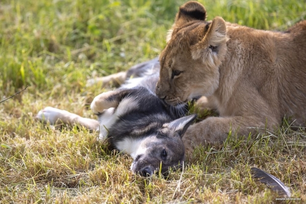 В минском зоопарке ко львенку, потерявшему маму, подселили щенка В минском зоопарке ко львенку, потерявшему маму, подселили щенка