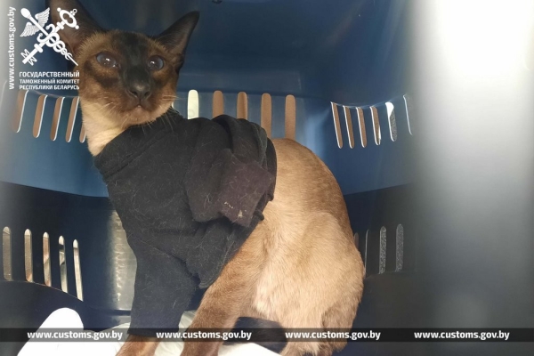 Собак и котов редких пород под видом метисов ввезли в Беларусь из Польши Собак и котов редких пород под видом метисов ввезли в Беларусь из Польши